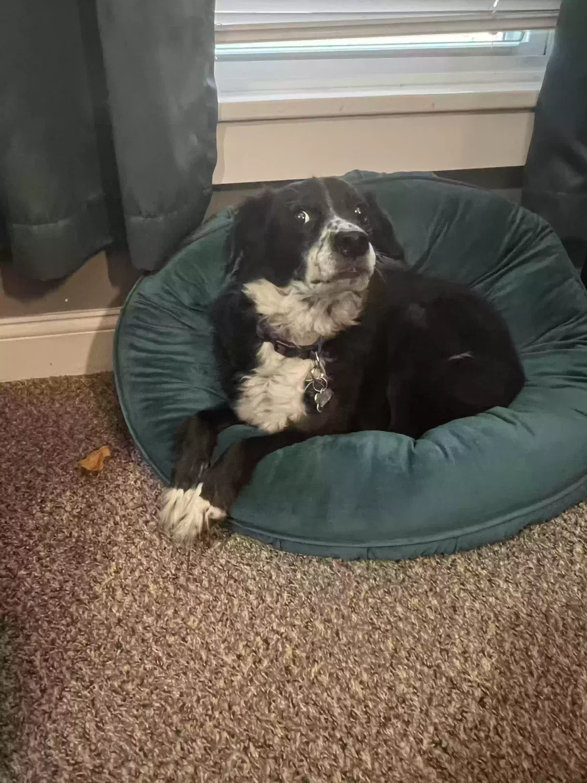 Mellow, Australian shepherd collie mix Dog for adoption in Middletown, OH, 45042