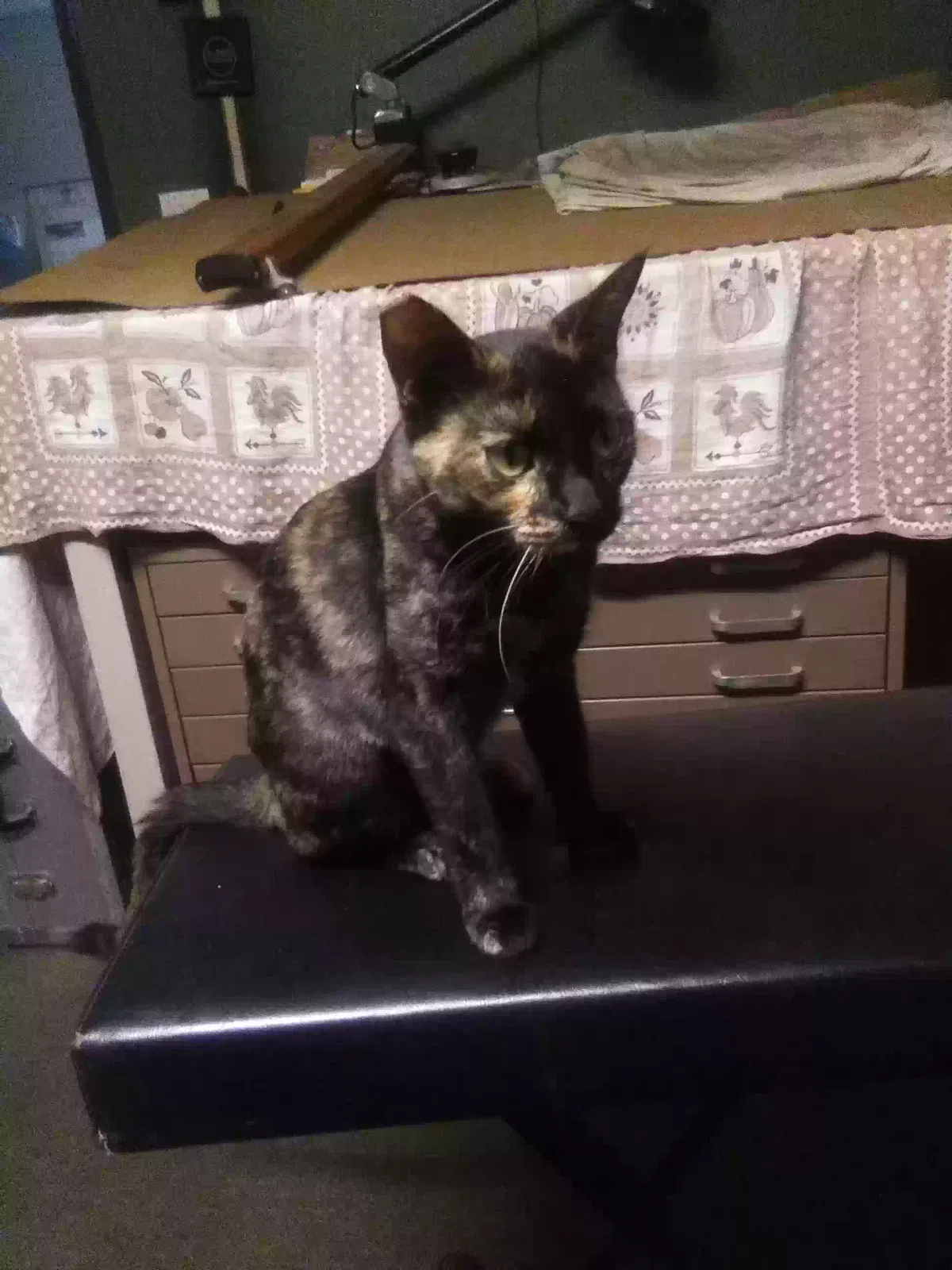 Peanut, Calico Cat for adoption in Anaheim, CA, 92806