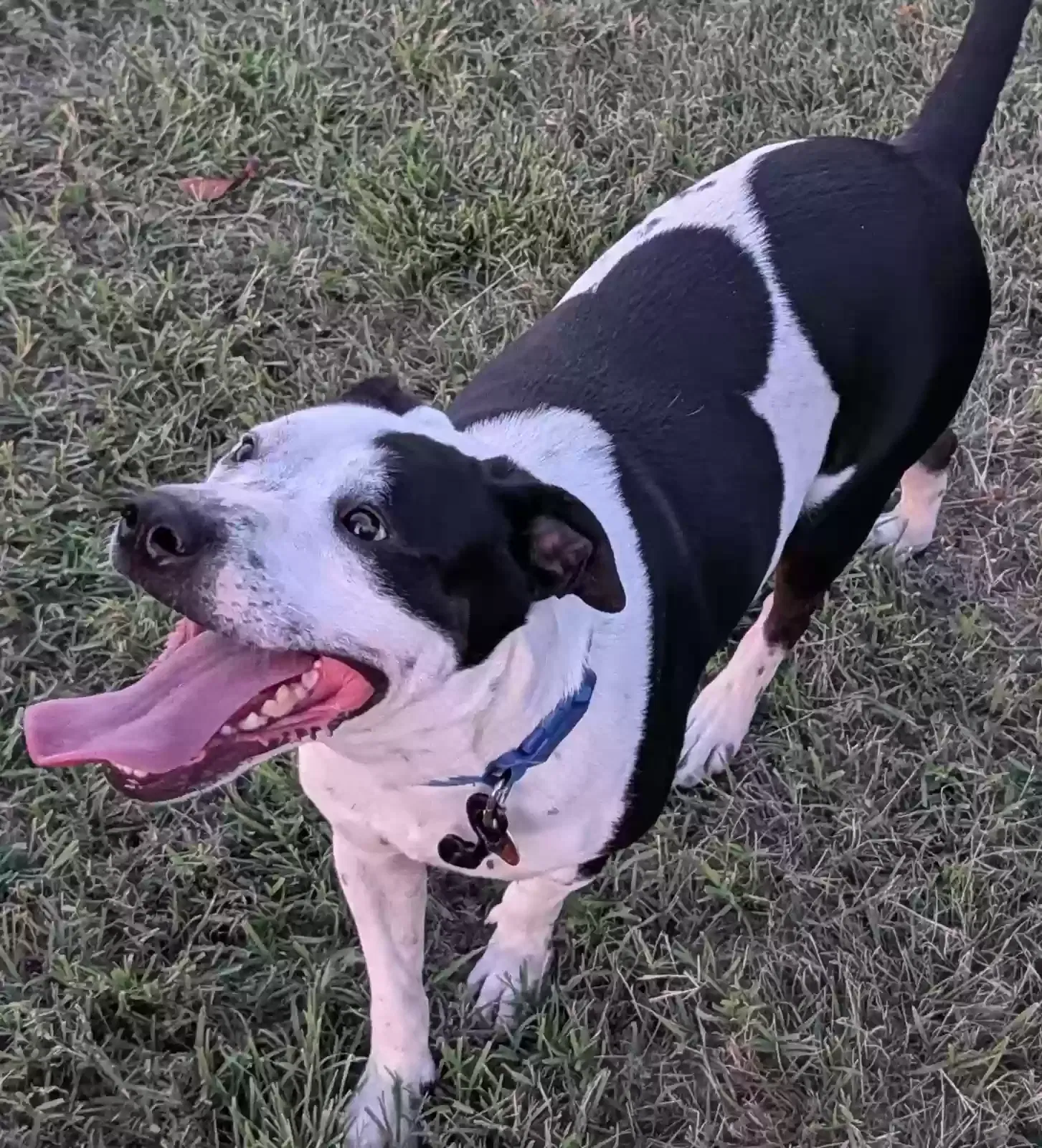 Clyde, Mix with Border Collie Dog for adoption in Scott City, KS, 67871