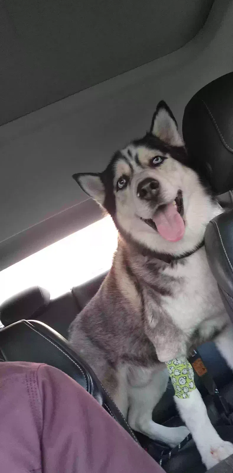 Drax, Unknown Dog for adoption in Attica, MI, 48412