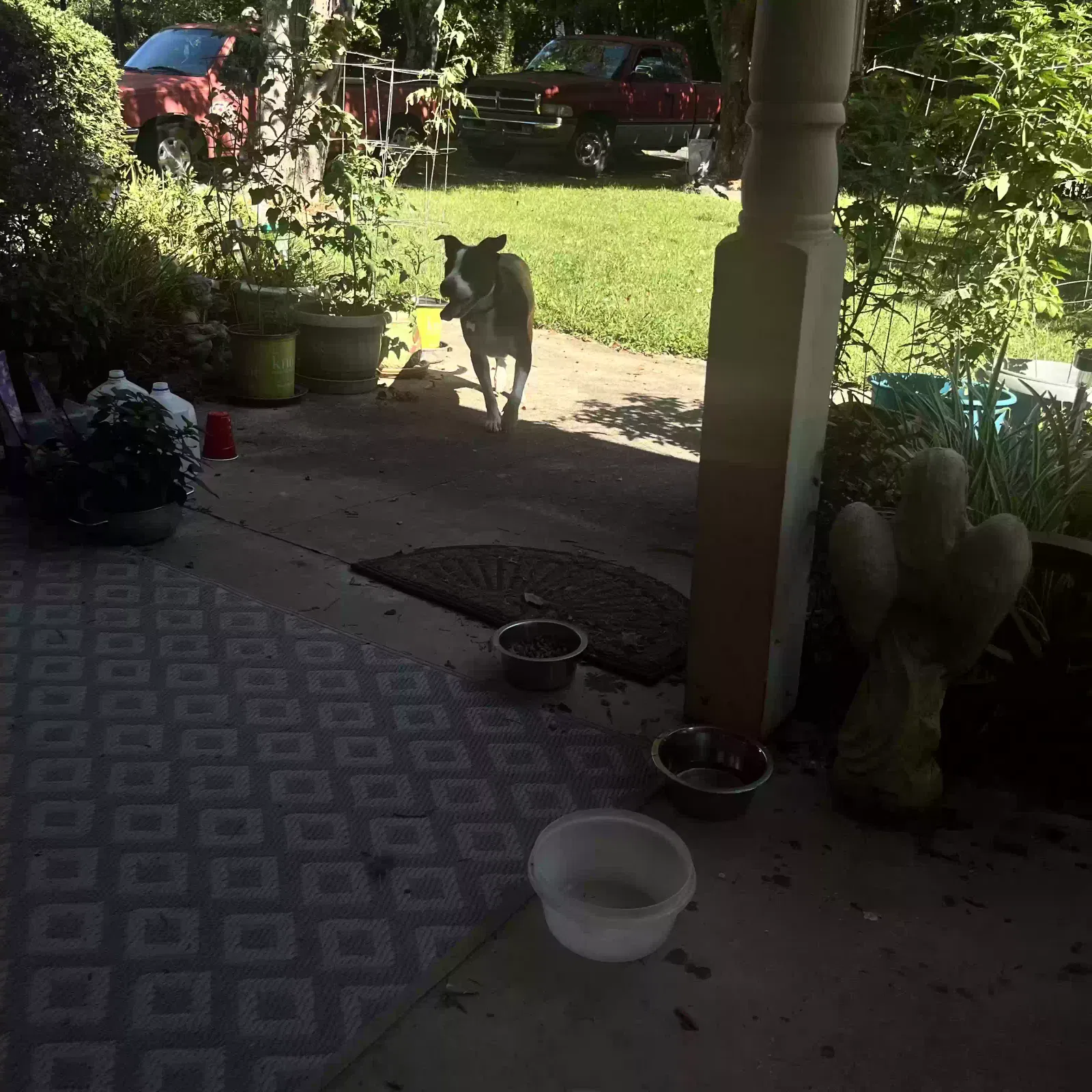 Dottie, Part pit Dog for adoption in North Wilkesboro, NC, 28659