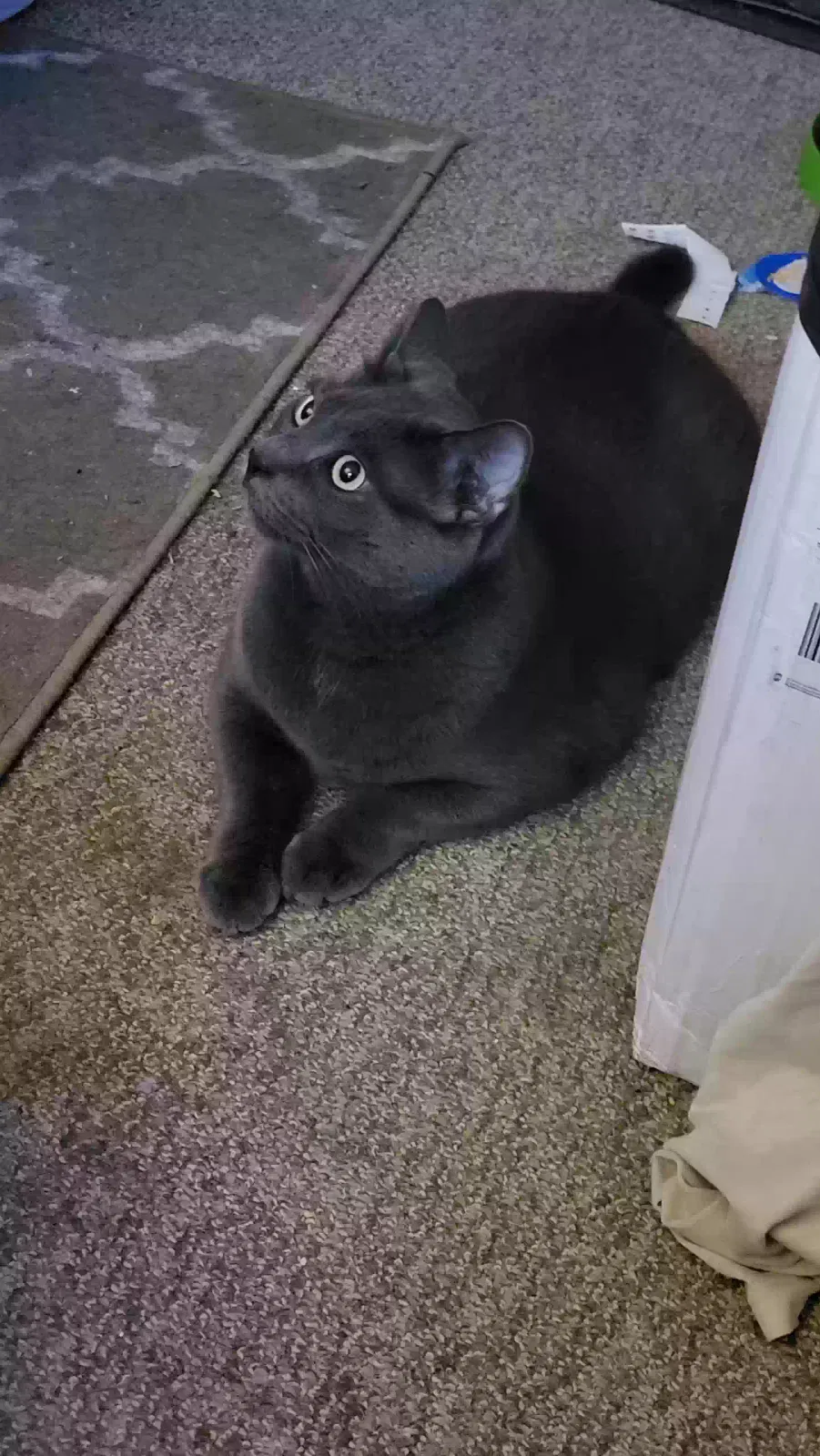 Silva, Grey Tabby Cat for adoption in Willingboro, NJ, 8046
