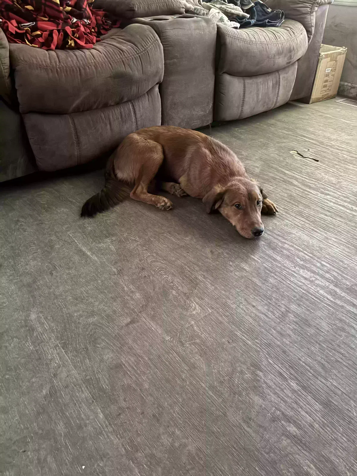 Bizen, Pit-collie mix Dog for adoption in Dayton, TX, 77535