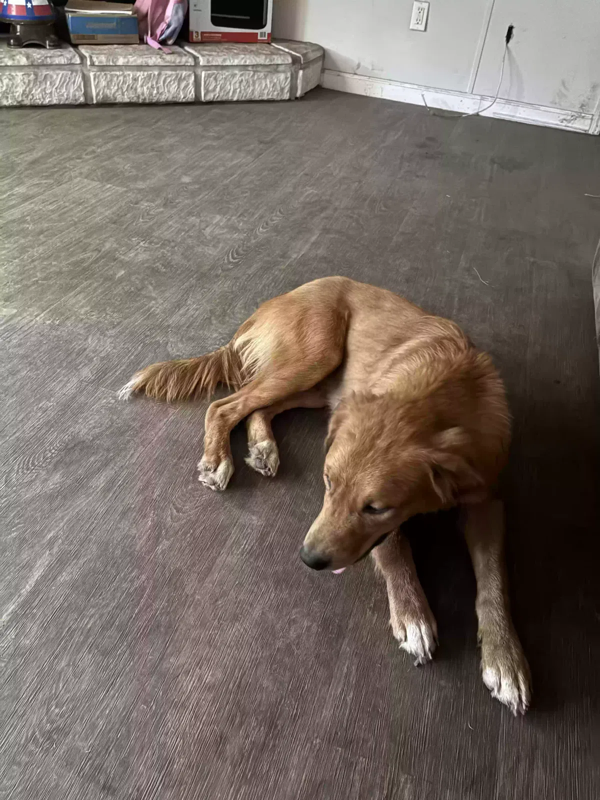Cujo, Pit-collie mix Dog for adoption in Dayton, TX, 77535