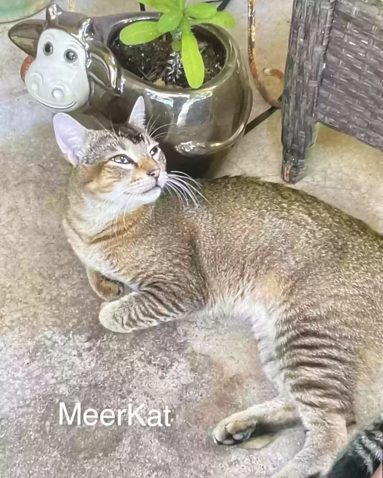 MeerKat, Absynnian mix Cat for adoption in Kennedale, TX, 76060
