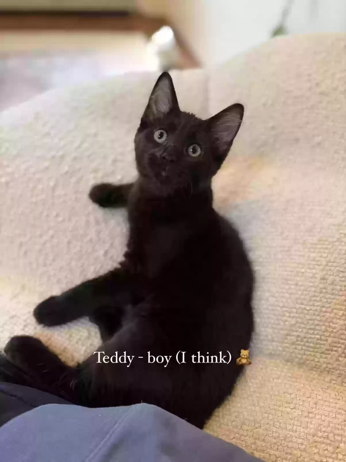 Teddy, Unknown Cat for adoption in Dallas, GA, 30157