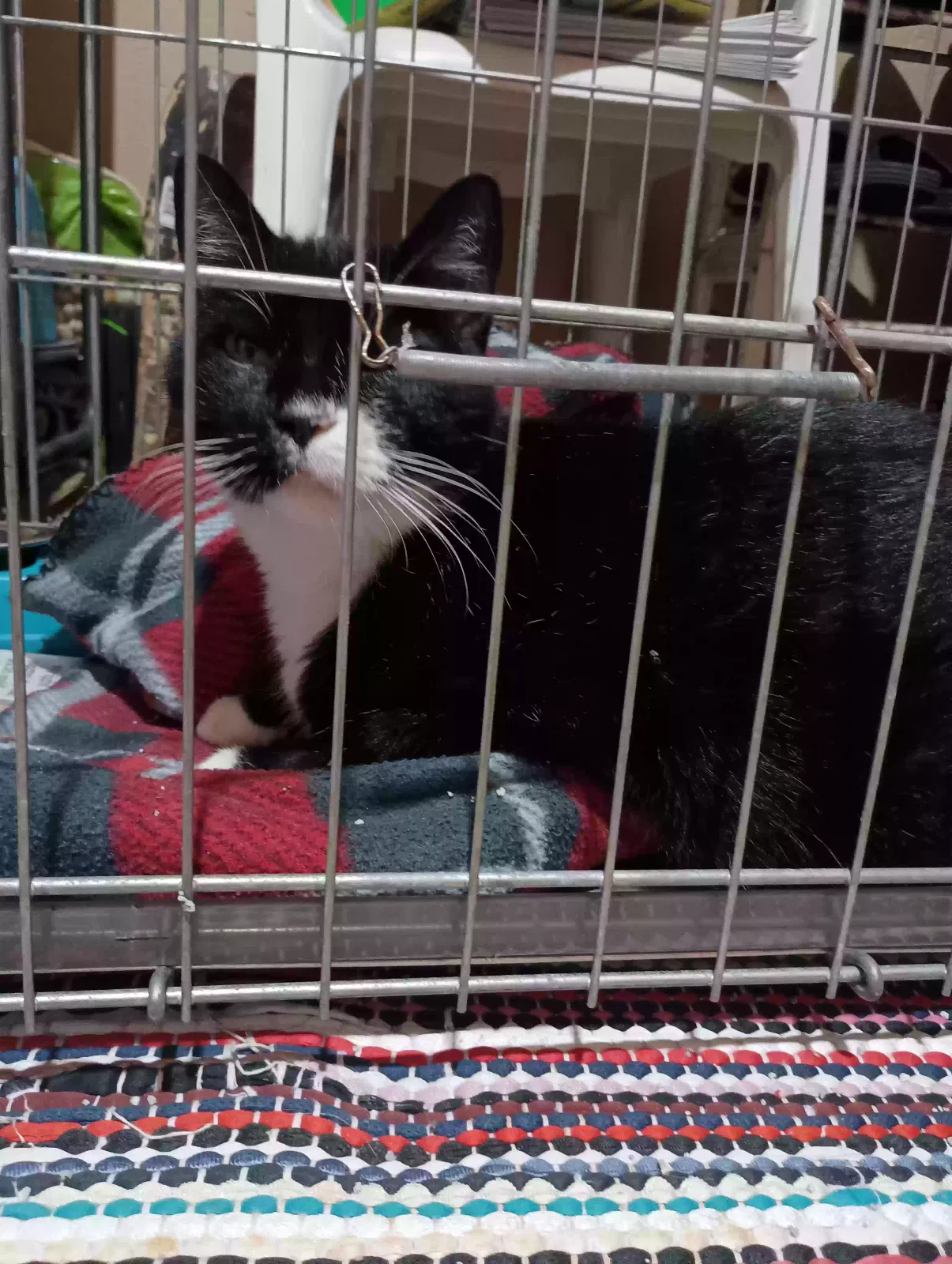 Blossom, unknown Cat for adoption in Chicago, IL, 60638