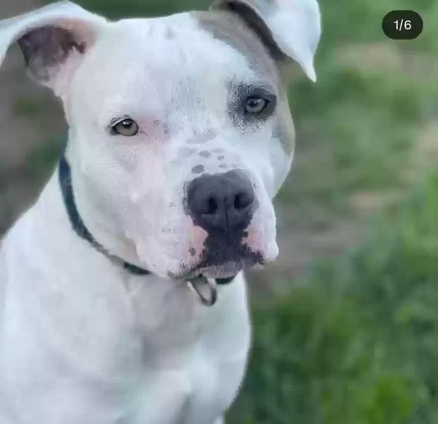 Dog, American Staffordshire Terrier Dog for adoption in Rochester, MI, 48307