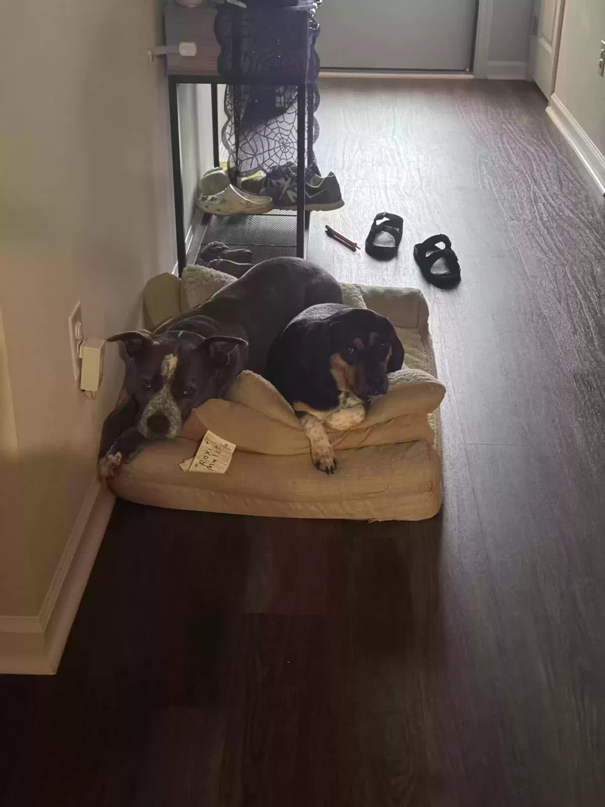 Bella, Unknown Dog for adoption in Huntsville, AL, 35811