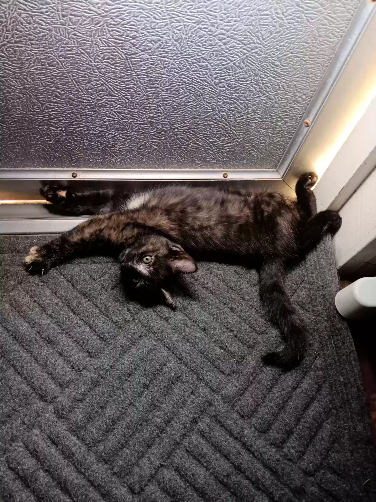 No name, Tortoise shell Cat for adoption in Elkin, NC, 28621