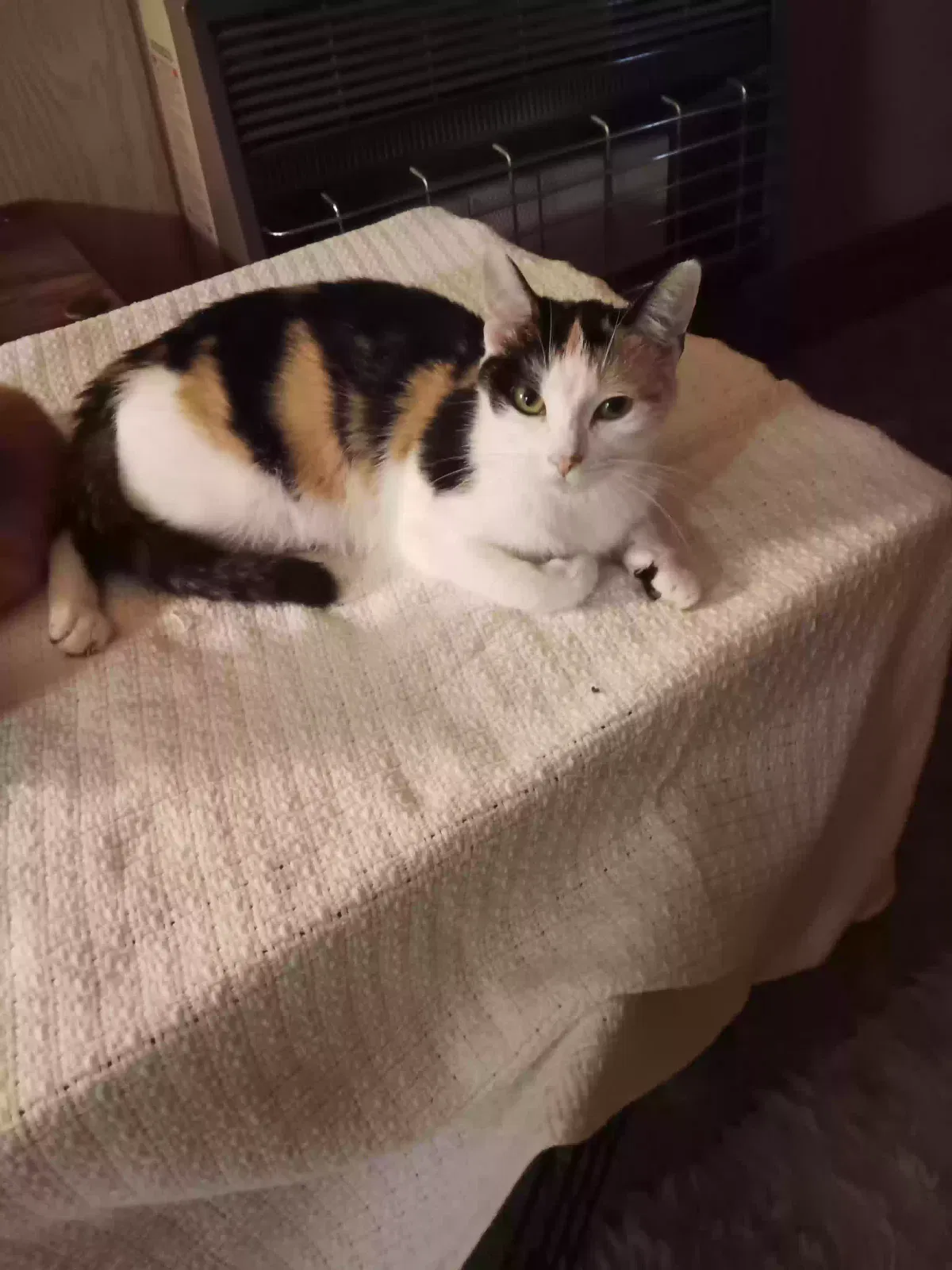 MJ, Calico Cat for adoption in Elkin, NC, 28621