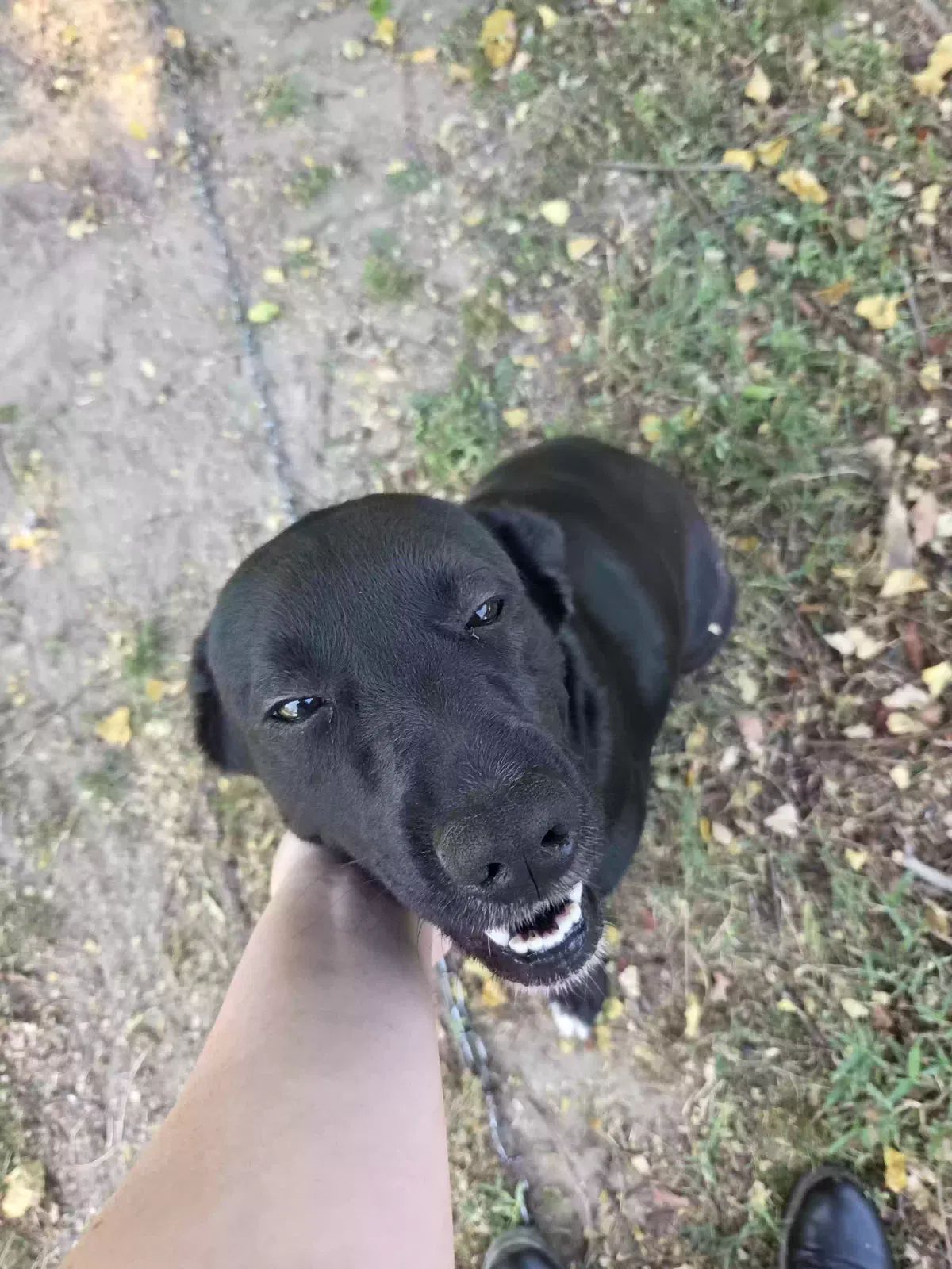 Dog, Unknown Dog for adoption in Lewisville, AR, 71845