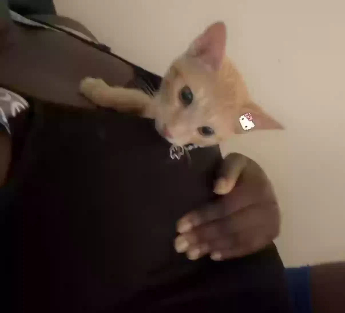 Pumpkin, Unknown Cat for adoption in Waco, TX, 76710