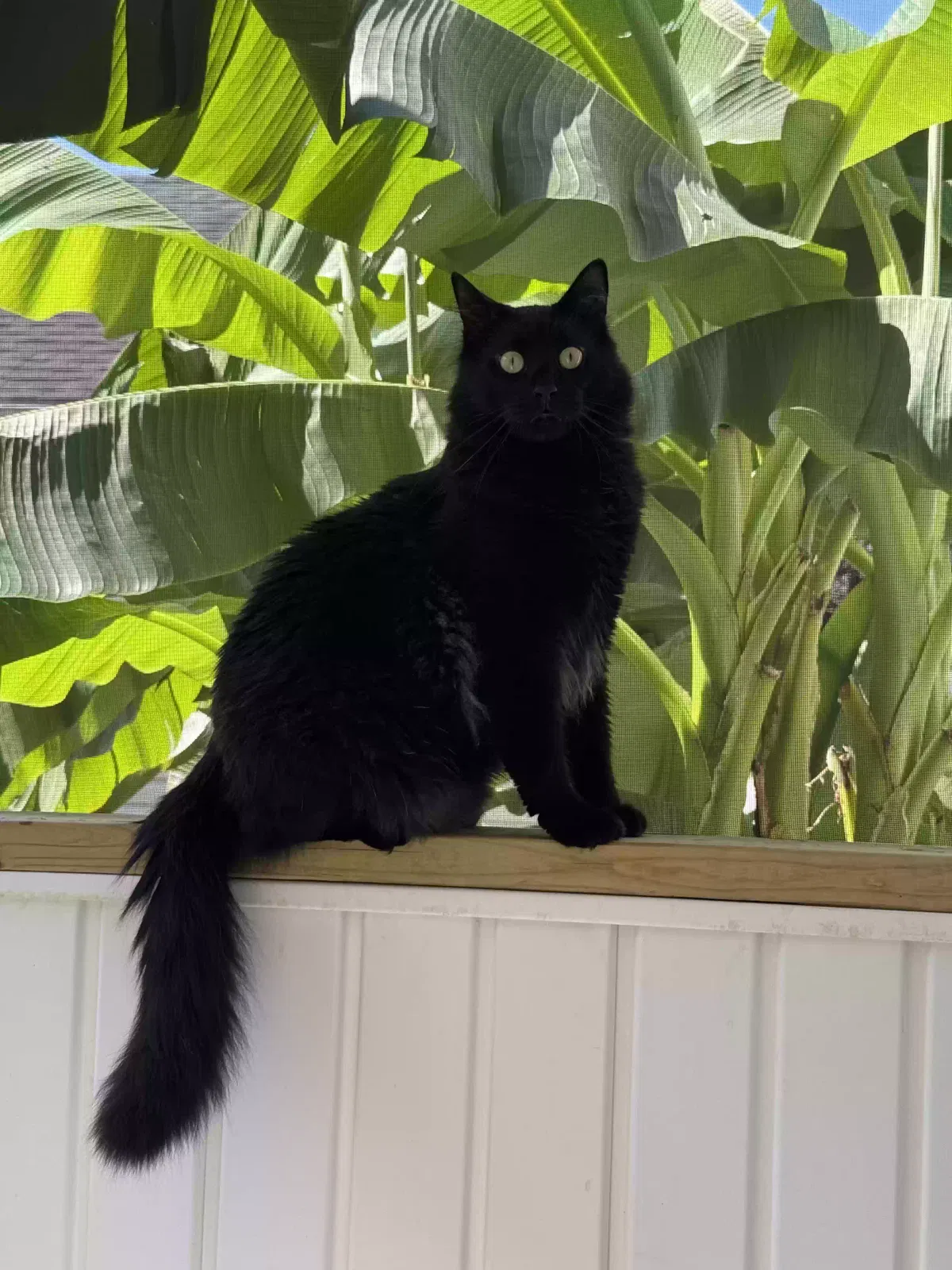 Cat, Unknown Cat for adoption in Red Lion, PA, 17356