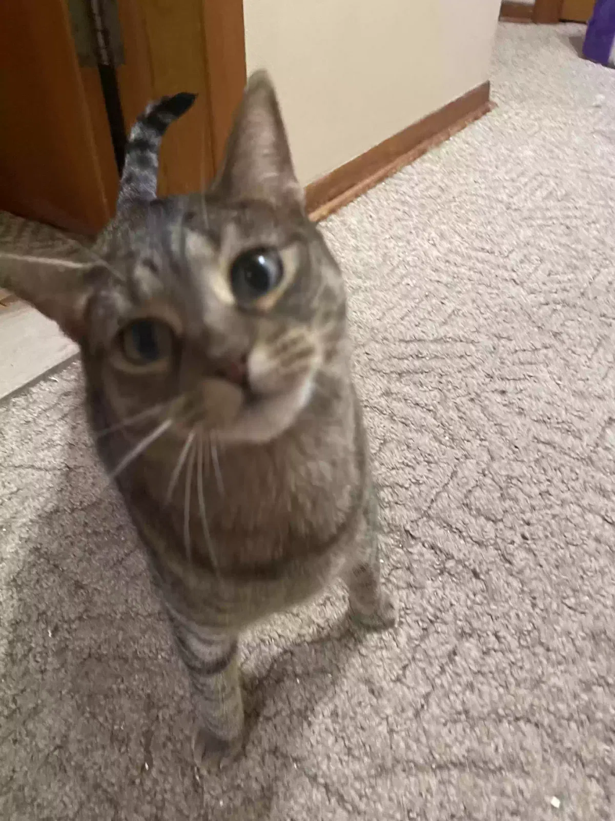 Angus, Unknown Cat for adoption in Emmett, MI, 48022