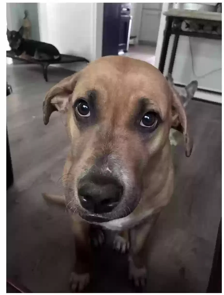 Dog, Mixed Dog for adoption in Tampa, FL, 33610