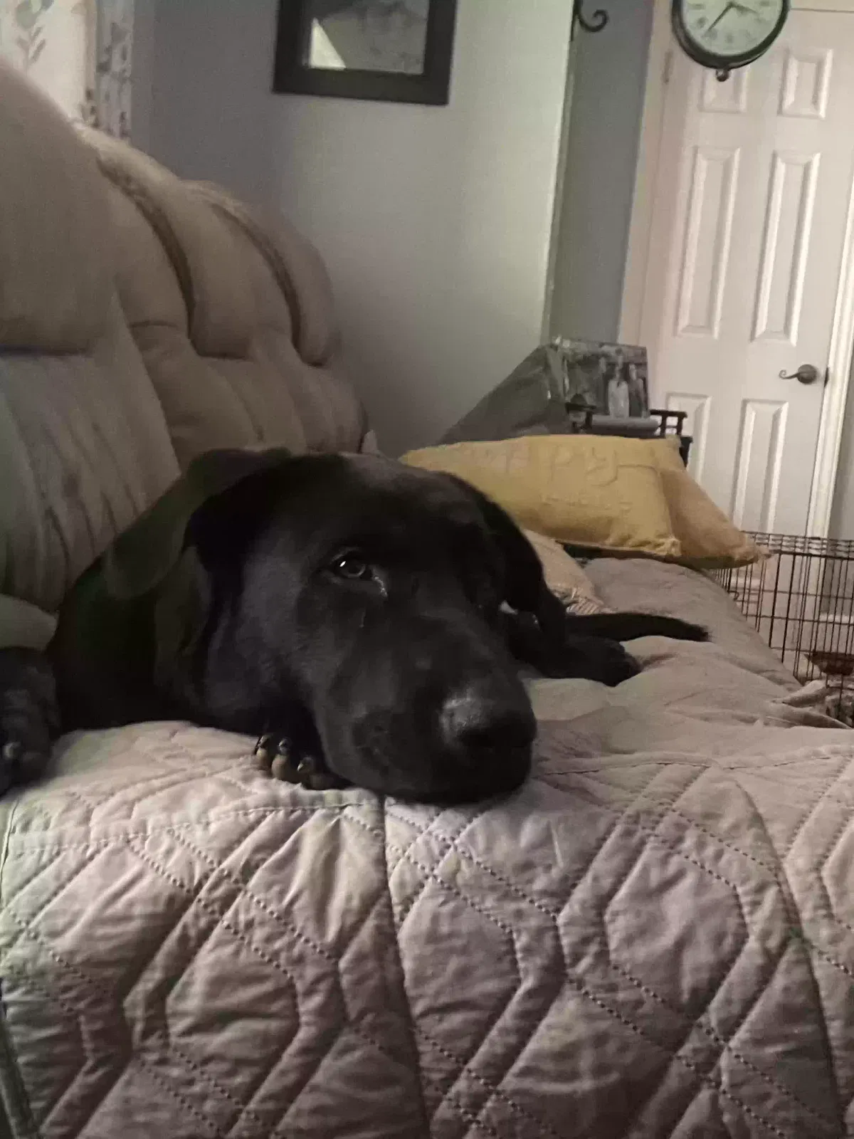 Tank, Lab shepherd mix Dog for adoption in Denton, NC, 27239