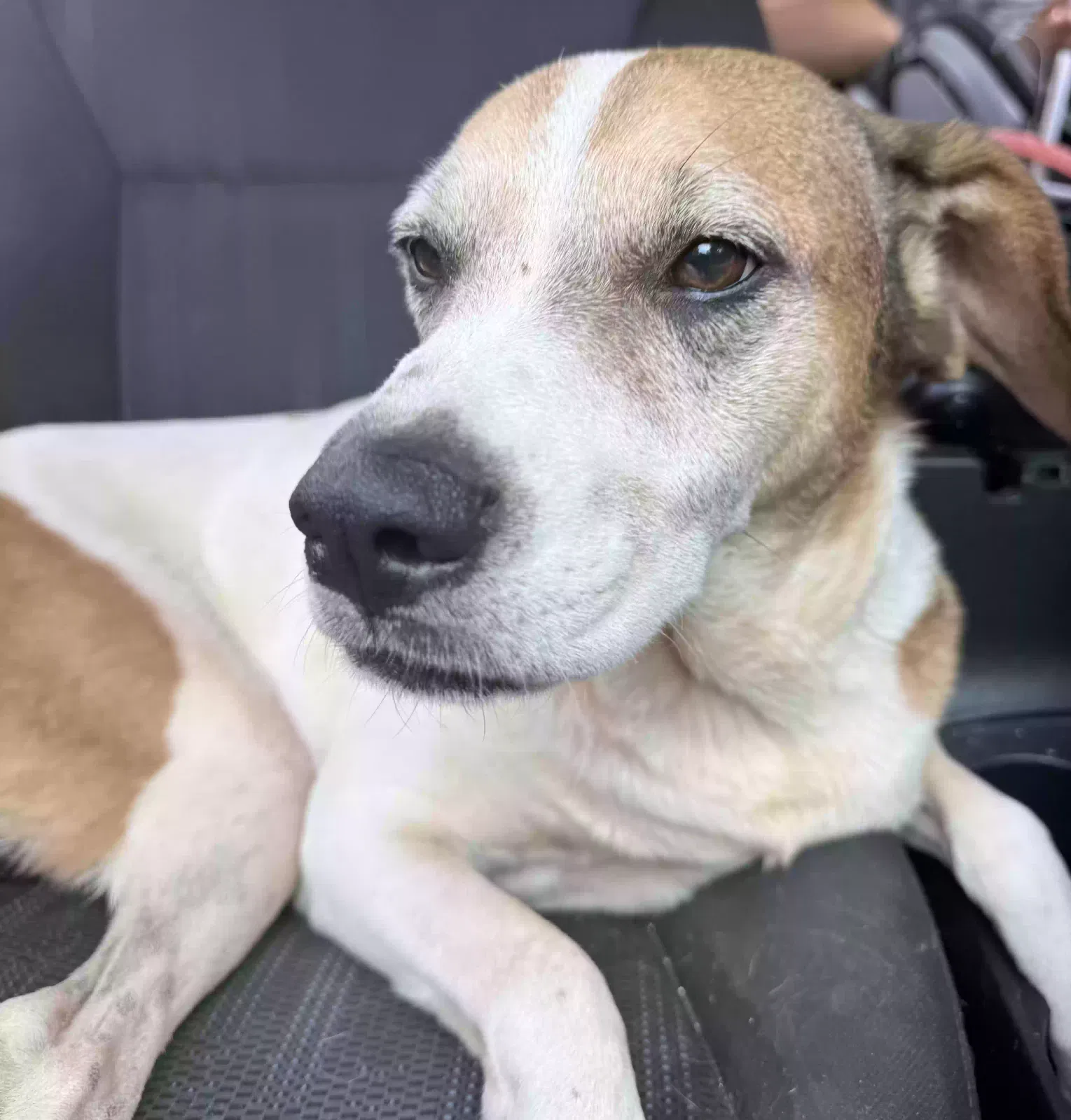 Bingo, Unknown Dog for adoption in Lithonia, GA, 30058