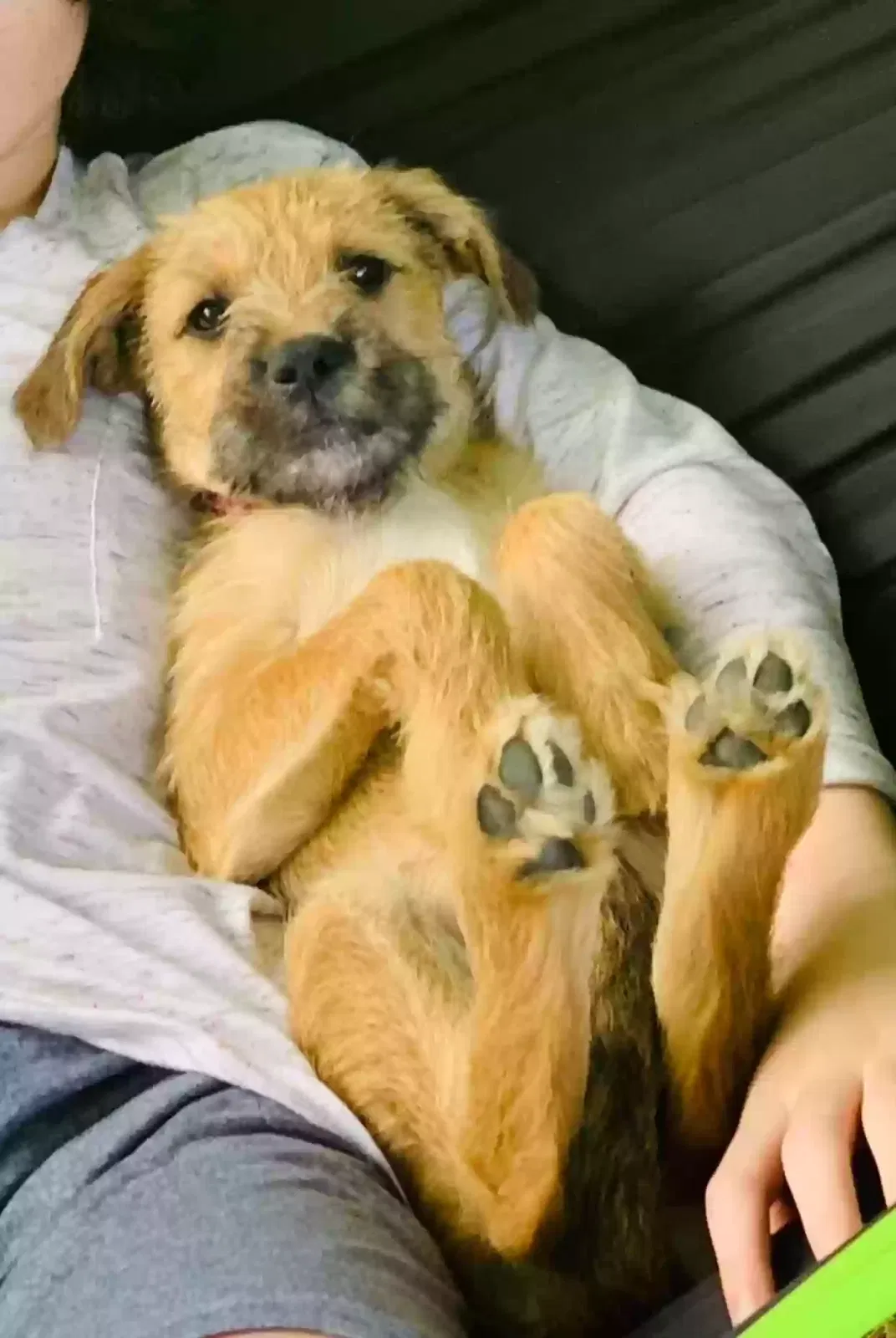 Chaco, Unknown Dog for adoption in Cullman, AL, 35055