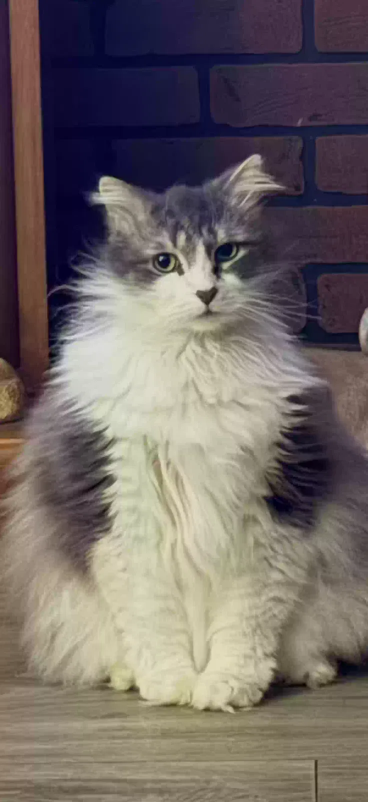 Remi, Unknown Cat for adoption in Nickelsville, VA, 24271