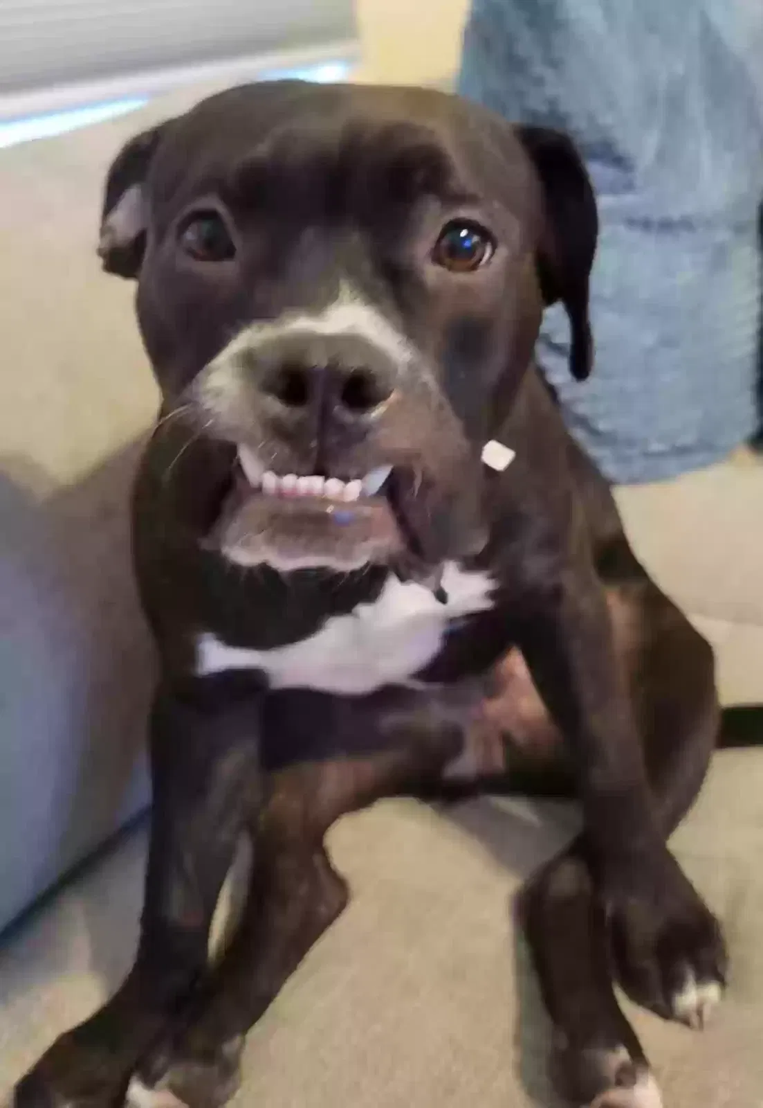 Dog, Unknown Dog for adoption in Glendale, AZ, 85303