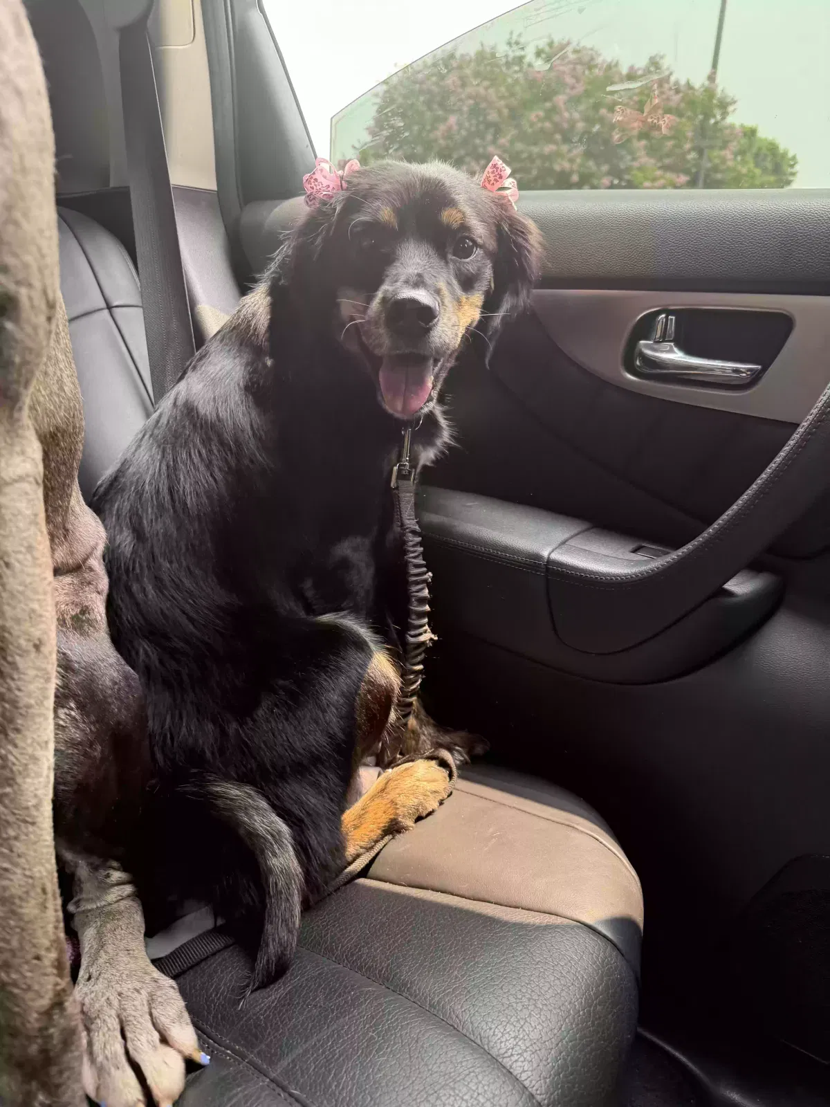 Sadie, Unknown Dog for adoption in Kennesaw, GA, 30144