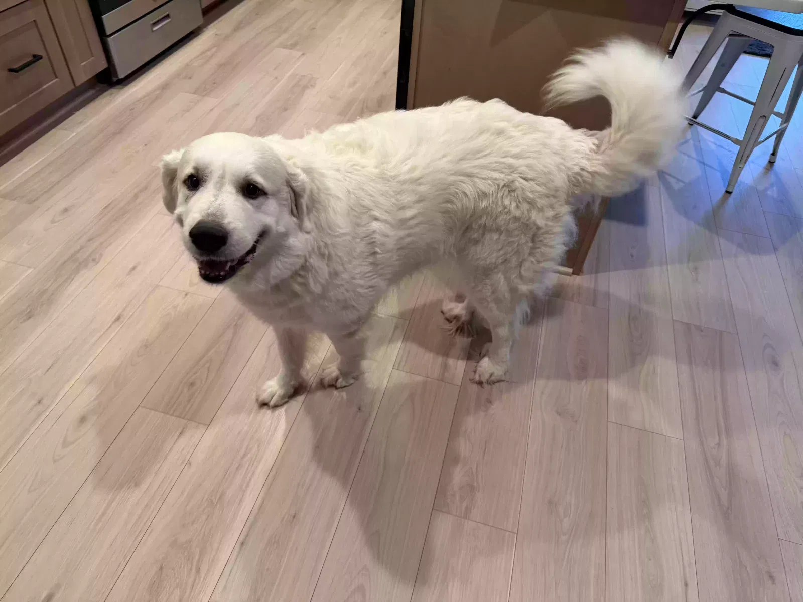 Dog, Great Pyrenees Dog for adoption in Newnan, GA, 30265