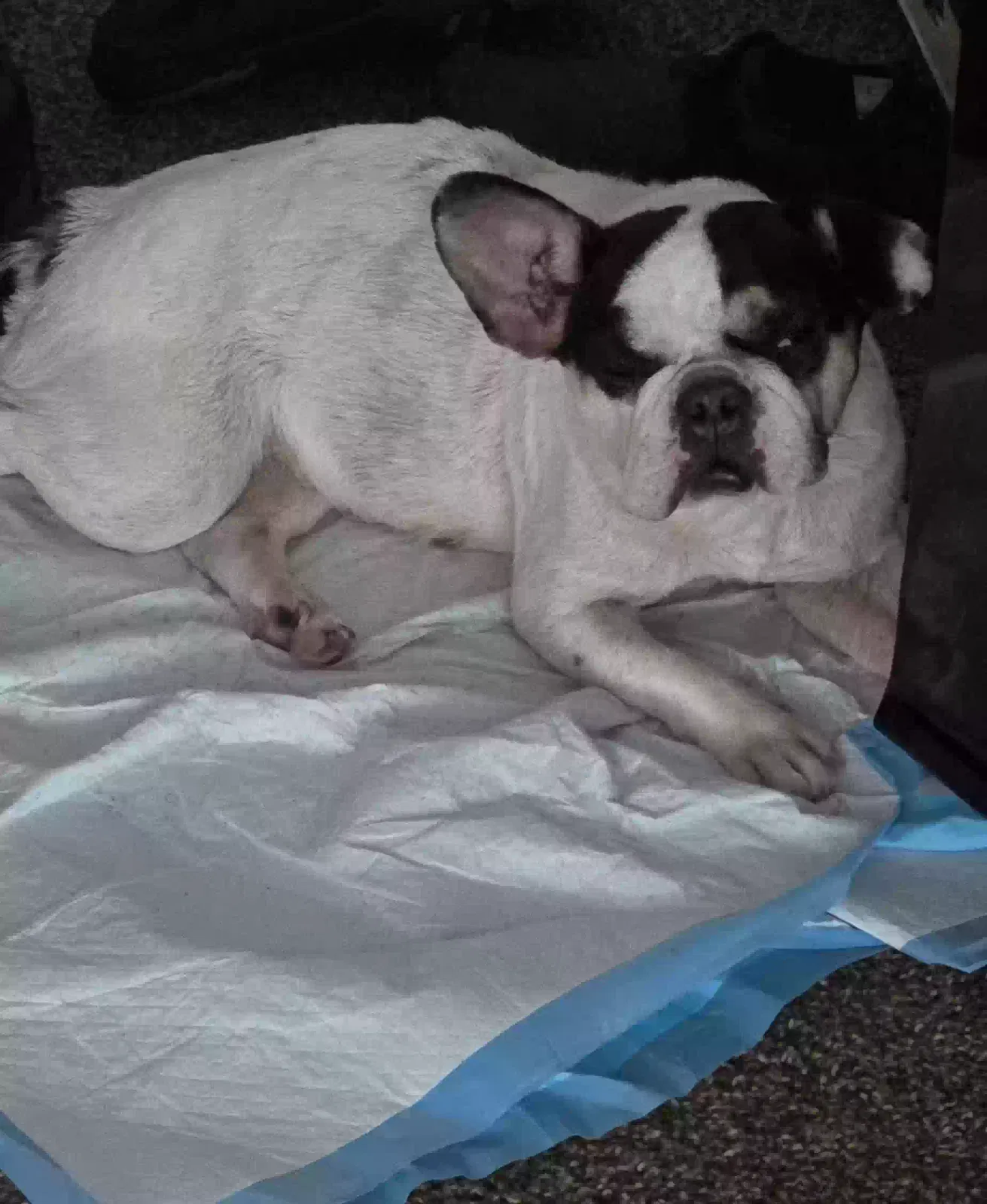 Dog, Frenchie Dog for adoption in Atlanta, GA, 30318