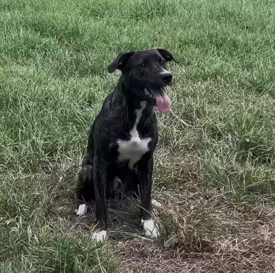 Brisco, Pitbull mix Dog for adoption in Tomball, TX, 77375