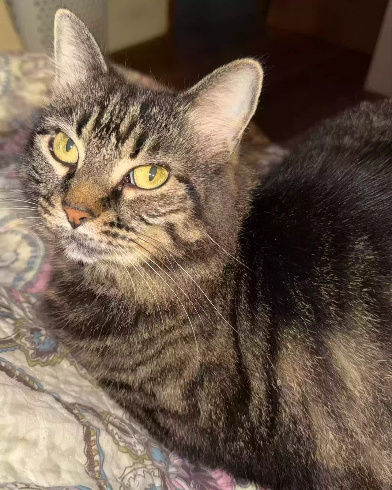 Emma, Mixed Cat for adoption in Cullman, AL, 35055