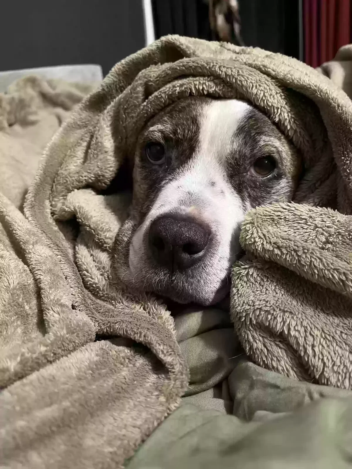 Ruby, American Pit Bull Dog for adoption in South Lyon, MI, 48178