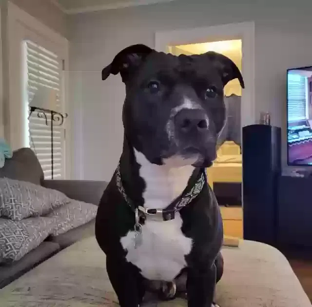Beau, part pitbull and not sure what else Dog for adoption in Grand Rapids, MI, 49546