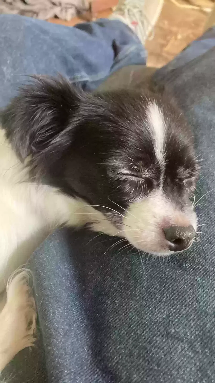 Puppys, Australian Shepherd mix Dog for adoption in Pine Knot, KY, 42635