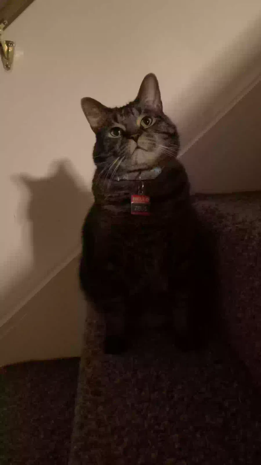 Zeus, Short hair domestic Cat for adoption in Painesville, OH, 44077