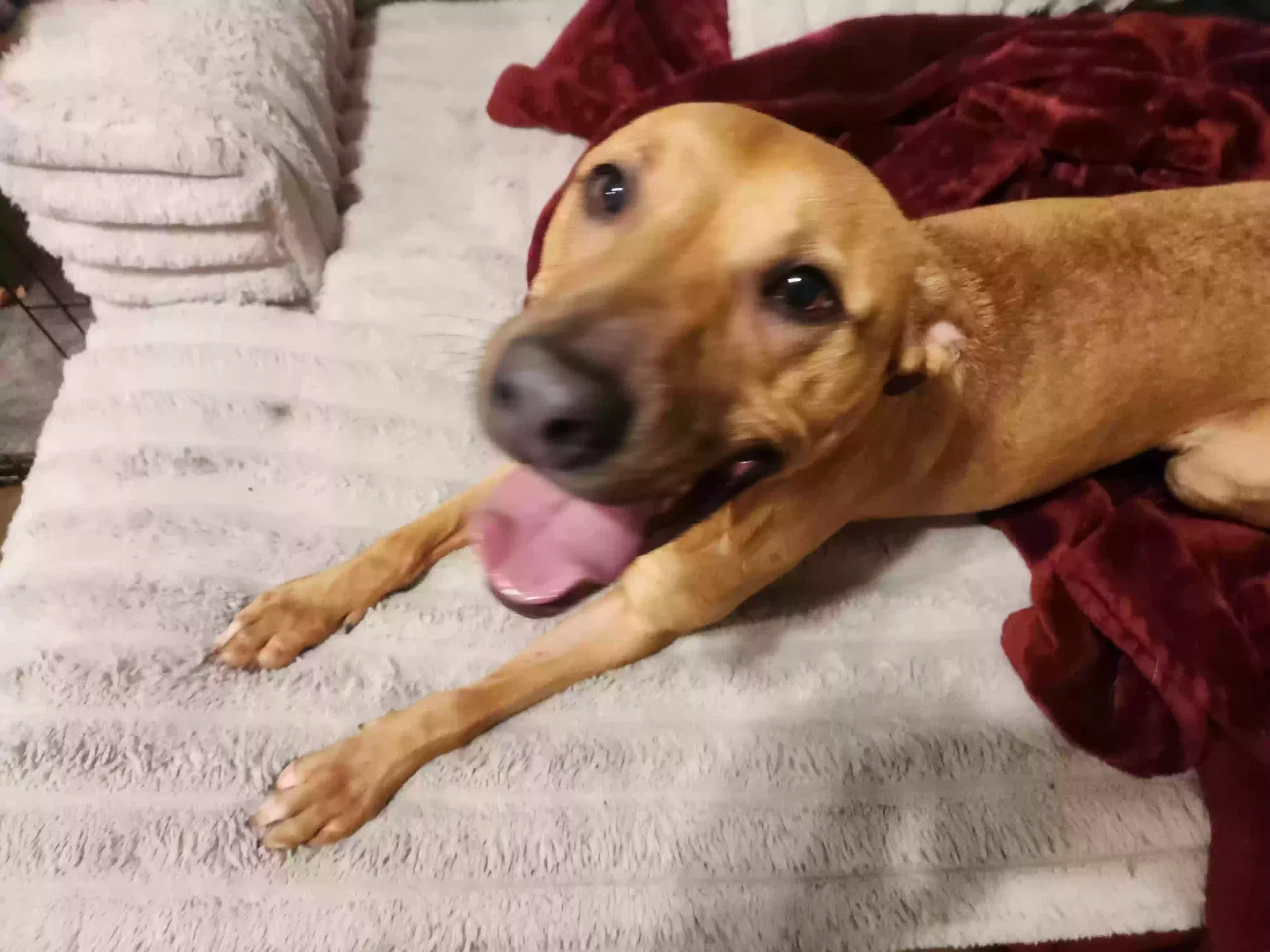 Dog, Unknown Dog for adoption in Oklahoma City, OK, 73160