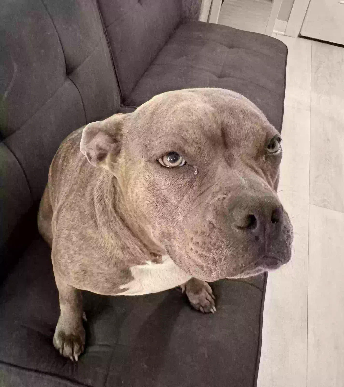 Luna, Pit mix Dog for adoption in Sherman, TX, 75090