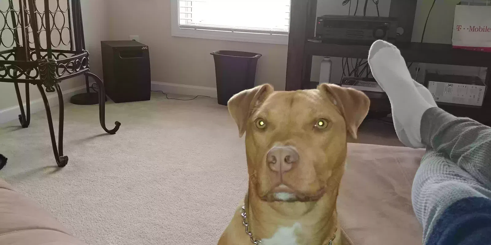 King, Lab-pit mix Dog for adoption in Smyrna, GA, 30082
