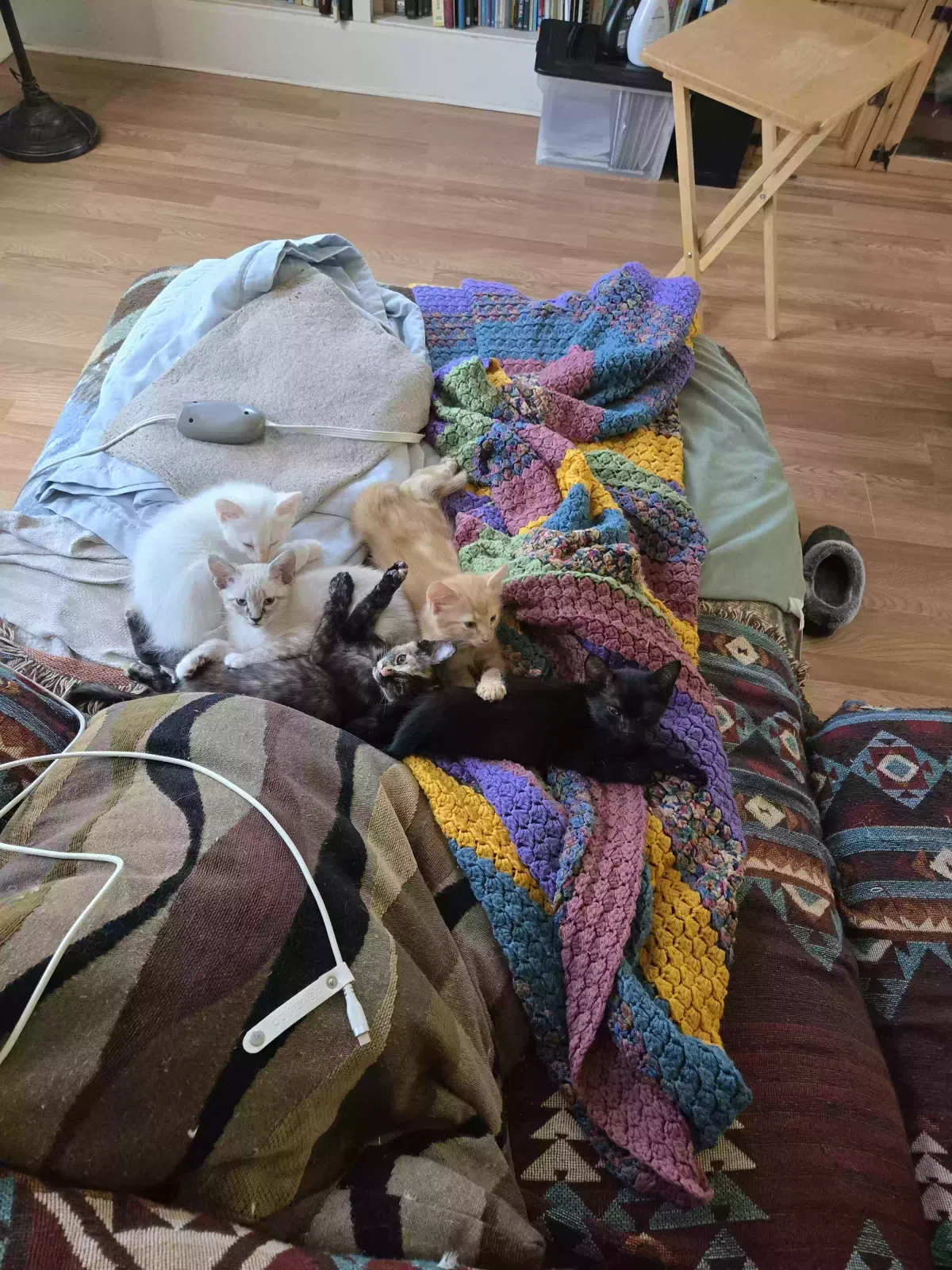 Jinx, Unknown Cat for adoption in Corsicana, TX, 75110
