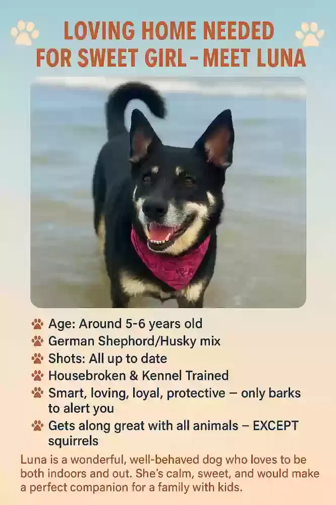 Luna Muna, 1/2 Husky 1/2 German Shepherd Dog for adoption in Galveston, TX, 77550