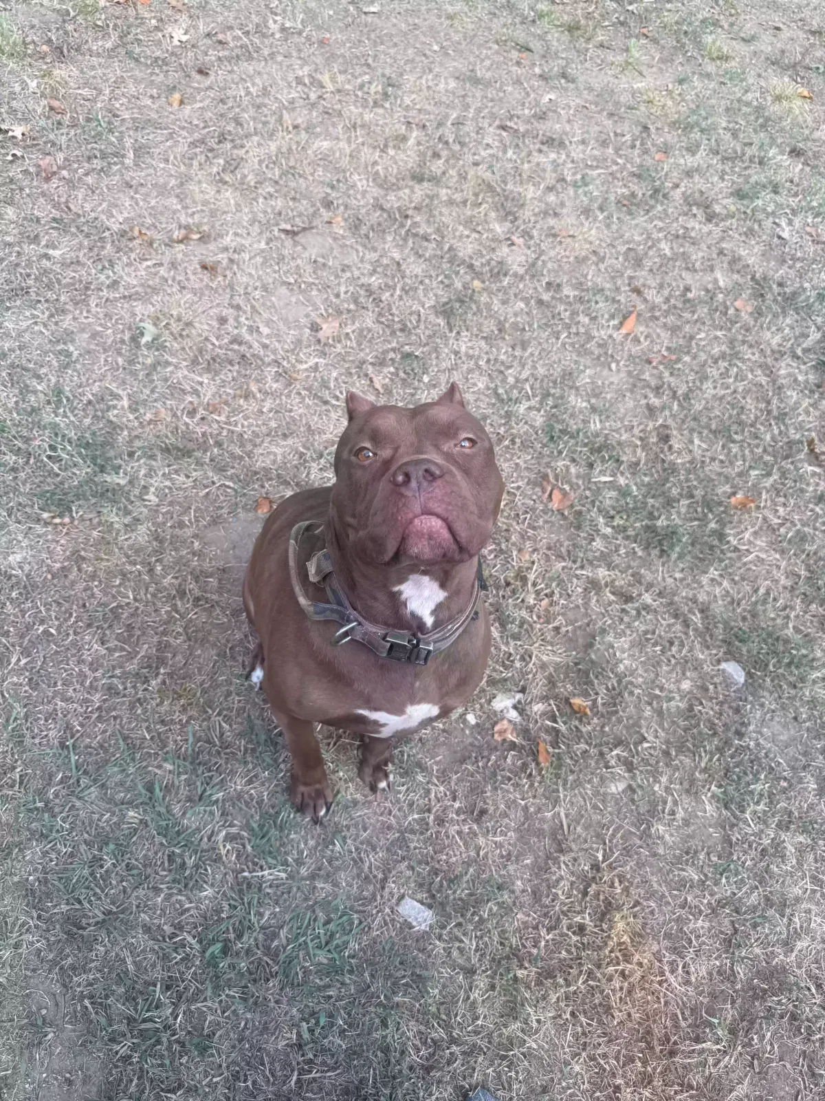 JADE, PITBULL Dog for adoption in Tulsa, OK, 74127