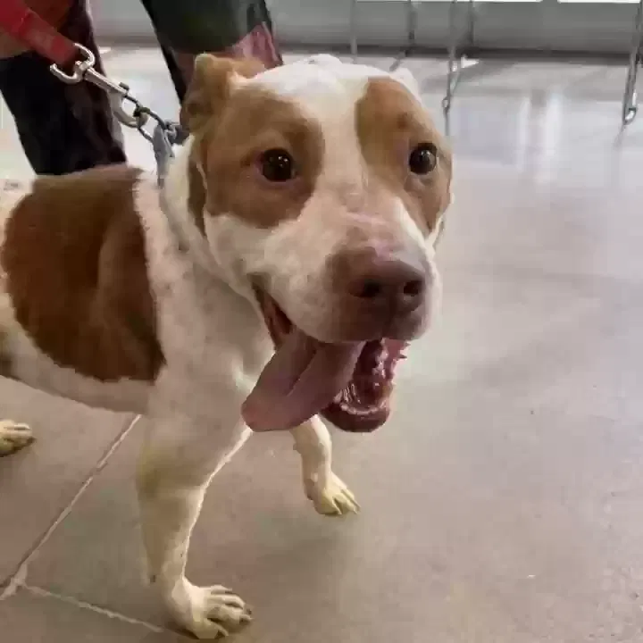 Pinky, Pitbull mix Dog for adoption in Wirtz, VA, 24184