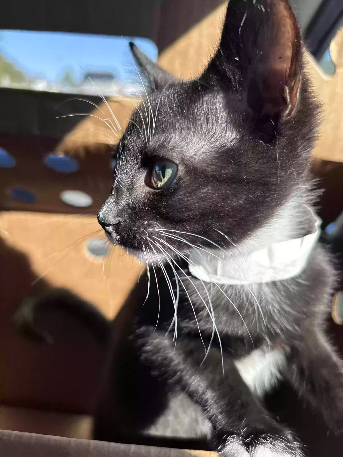 Minnie, Unknown Cat for adoption in Cary, NC, 27519