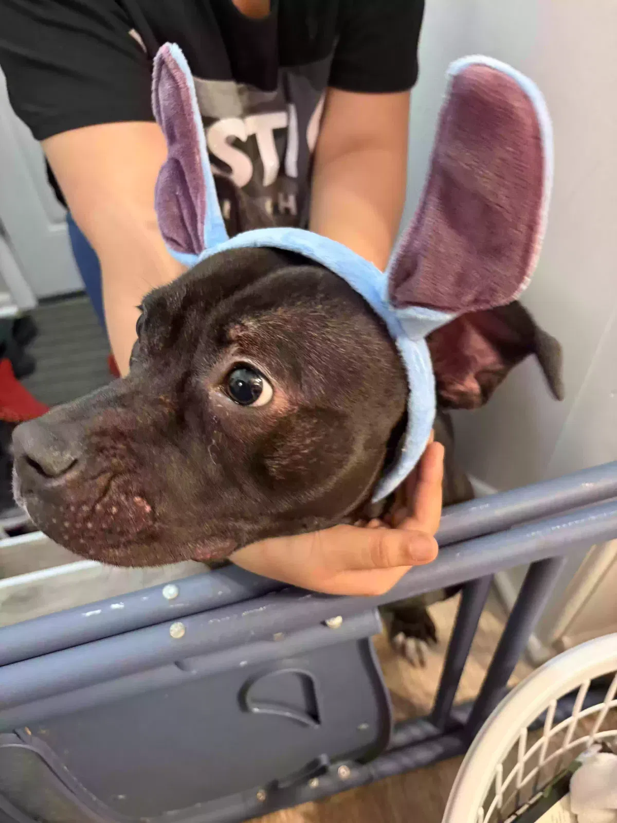 Dog, Terrier mix Dog for adoption in Brookpark, OH, 44142