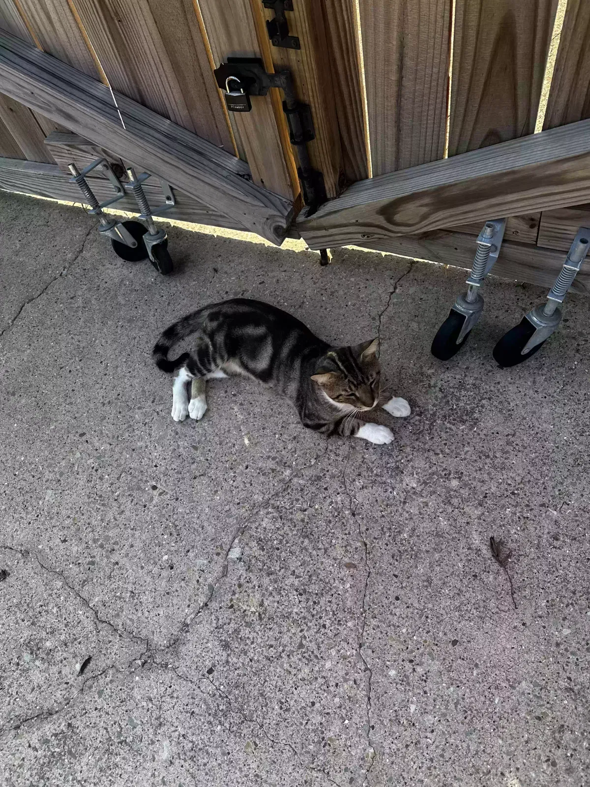 Kiro, Unknown Cat for adoption in Cumby, TX, 75433