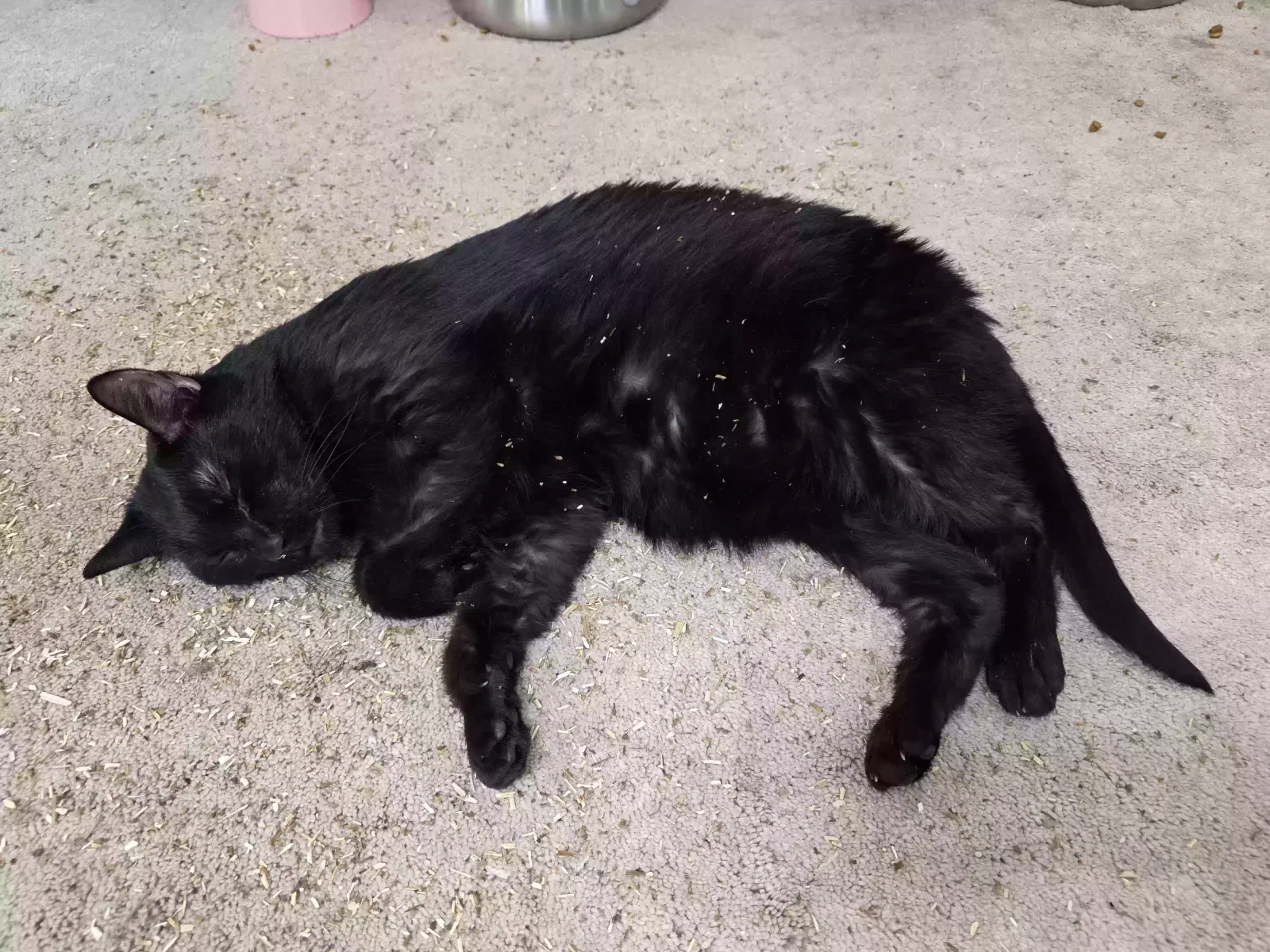 Batman, Unknown Cat for adoption in Radford, VA, 24141