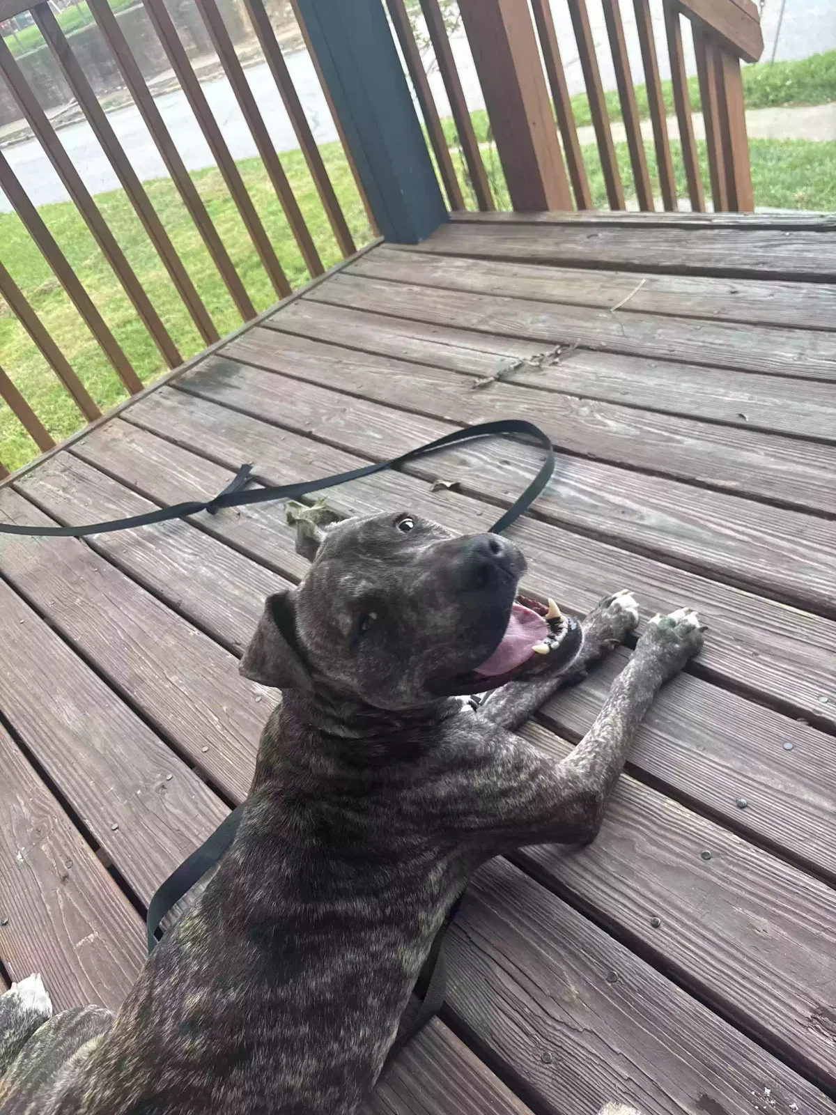 Dog, Brindle pitbull Dog for adoption in Akron, OH, 44311