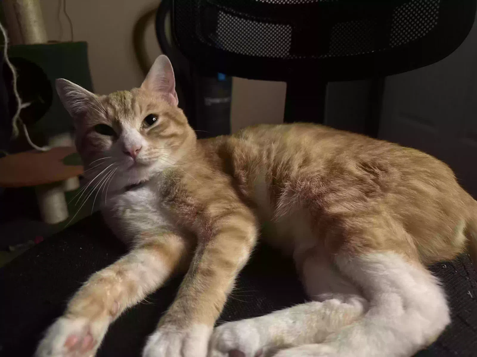 Cat, Tabby Cat for adoption in Gypsy, WV, 26361