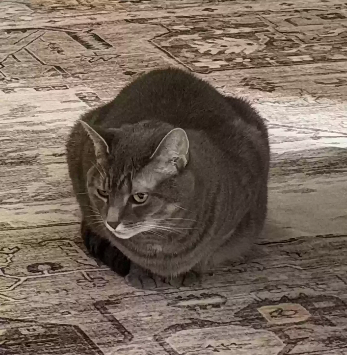 Ziggy and Zoey, Unknown Cat for adoption in Grand Rapids, MI, 49534