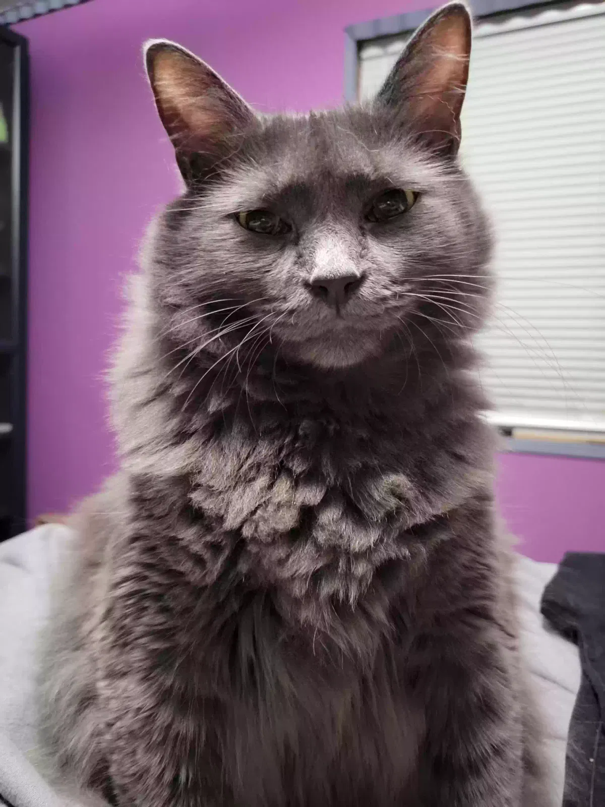 Sokka, Unknown Cat for adoption in Belfair, WA, 98528