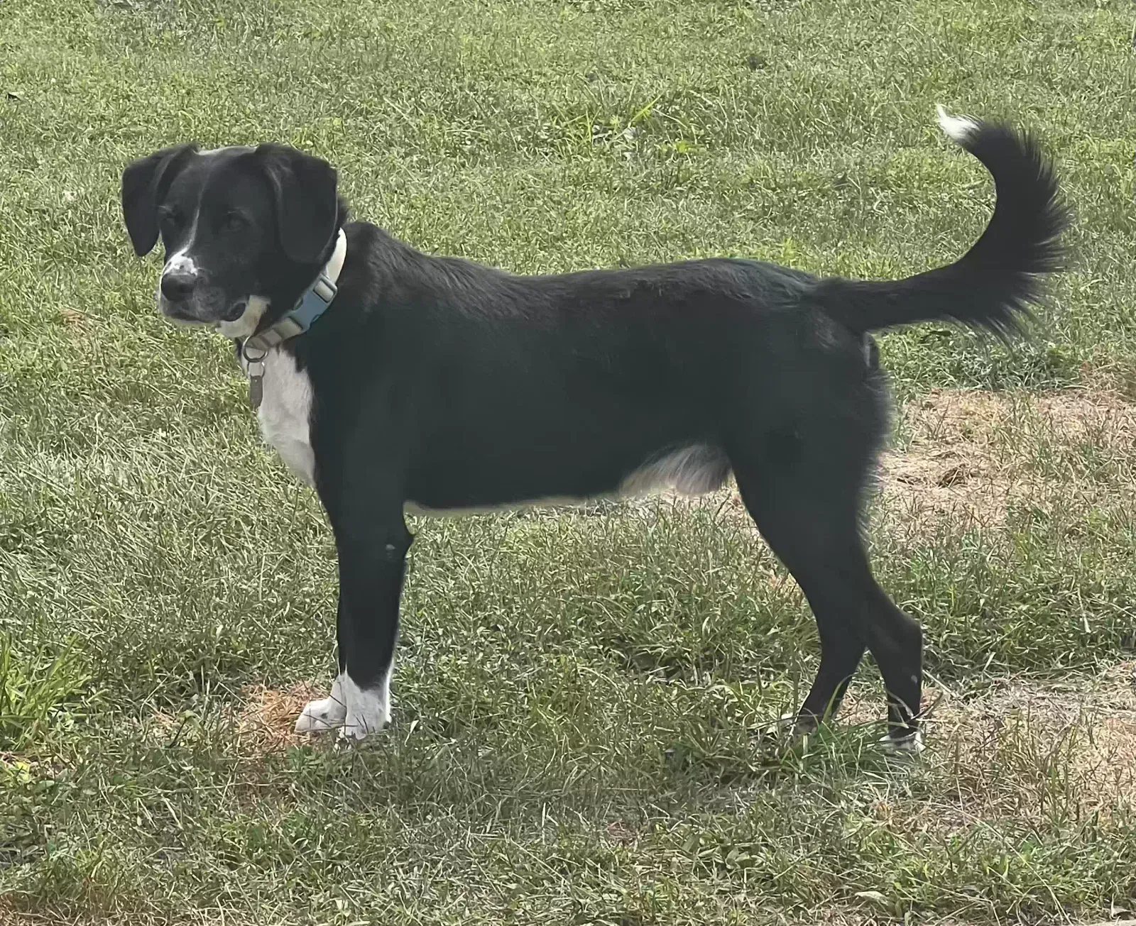Buck, Lab mix Dog for adoption in Tremont, IL, 61568